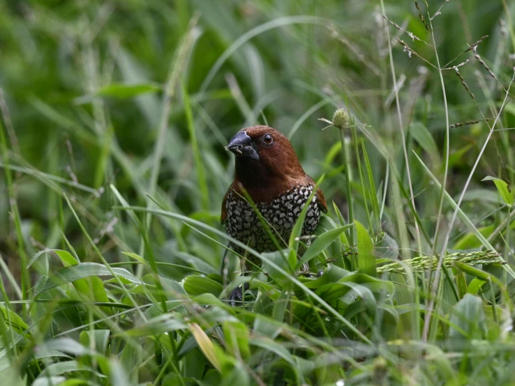 a small brown and red bird perched on top of a lush green field