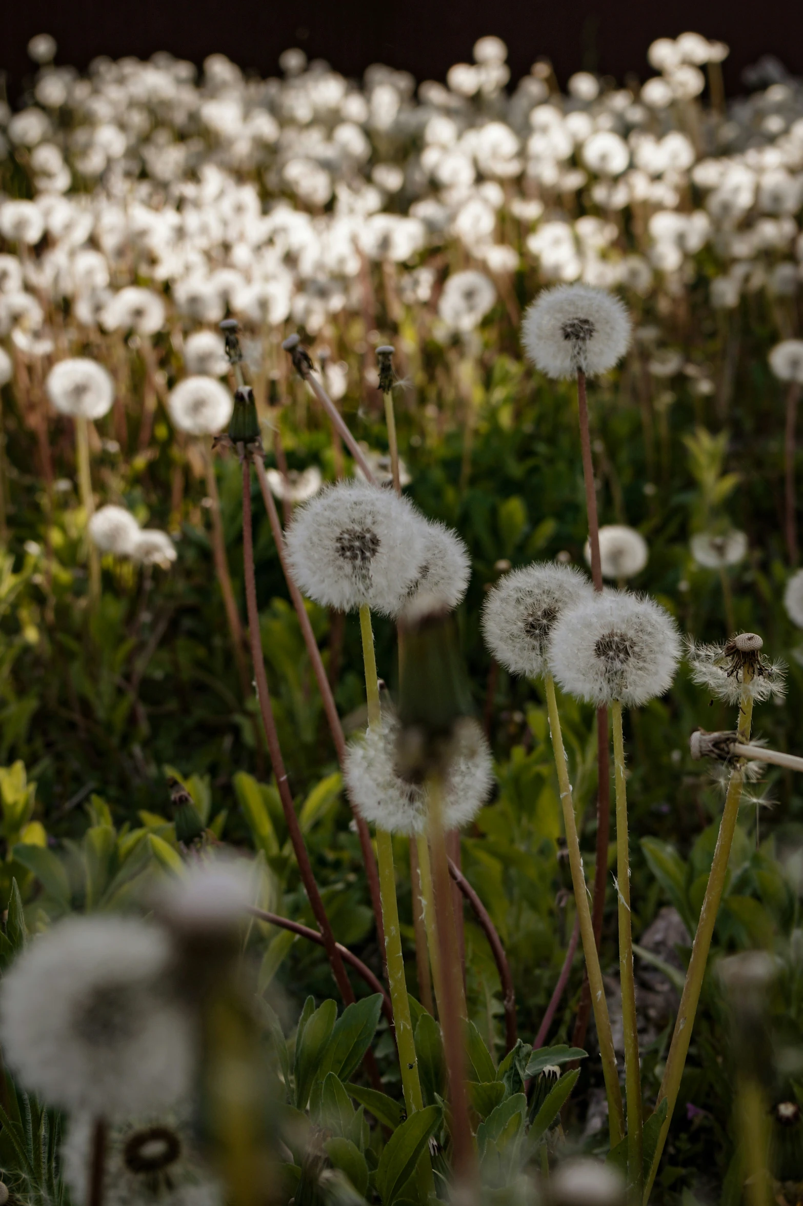 a field of flowers and dandelions during the day