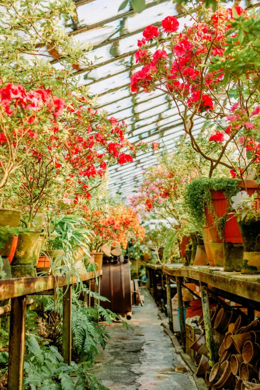 red flowers on display in an outdoor greenhouse