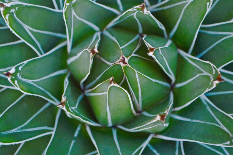 closeup of green leaves in a large, triangular shape