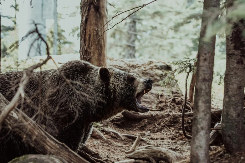 a black bear standing in a forest with trees