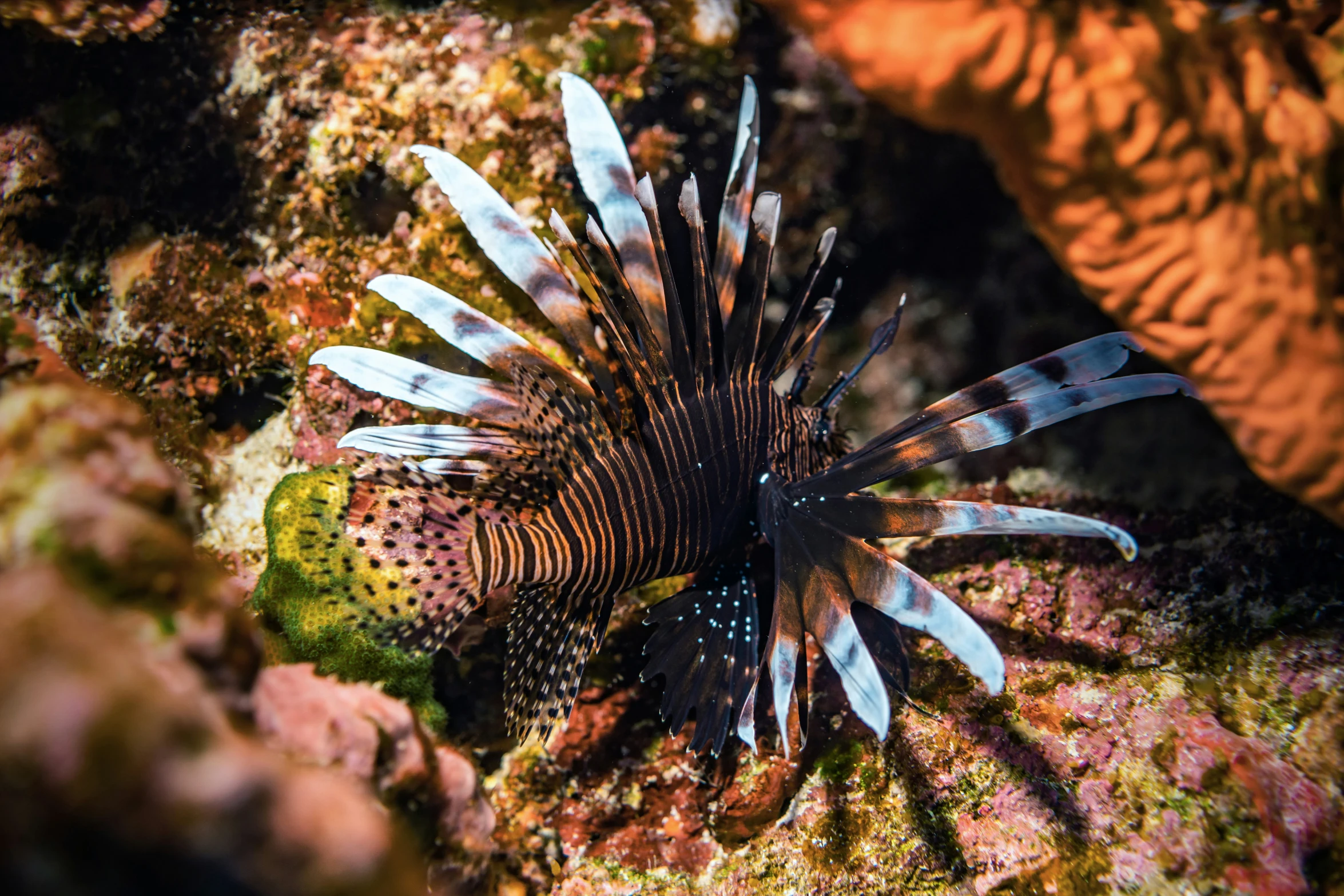 a fish sits on the sea floor in the sunlight