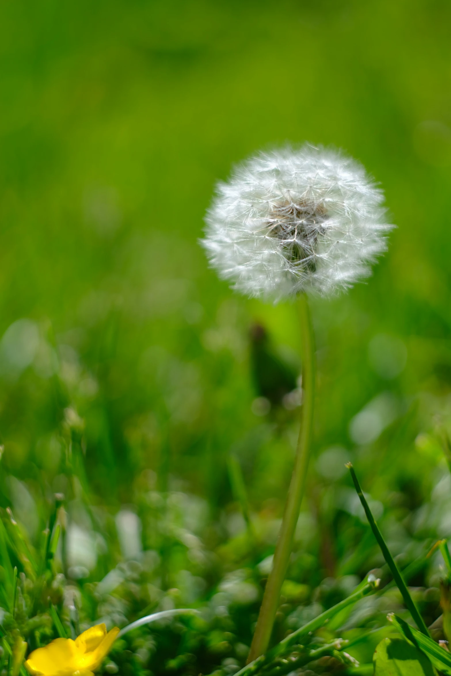 the dandelion is blowing in the green grass