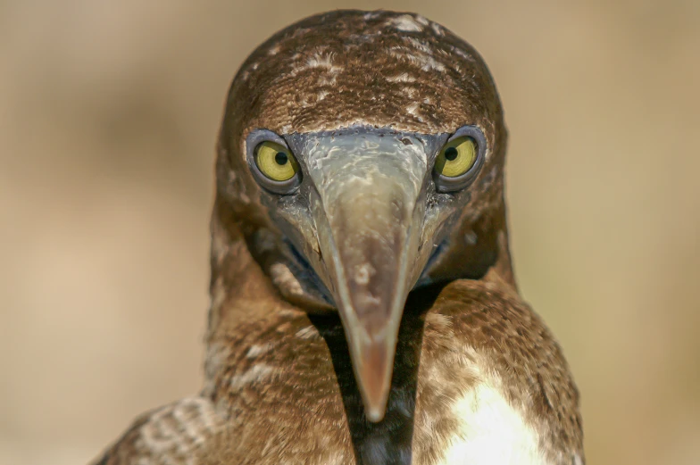 a close up of a bird with yellow eyes