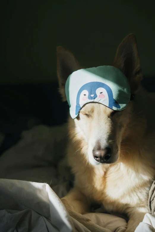 a dog wearing a cute hat laying on a bed