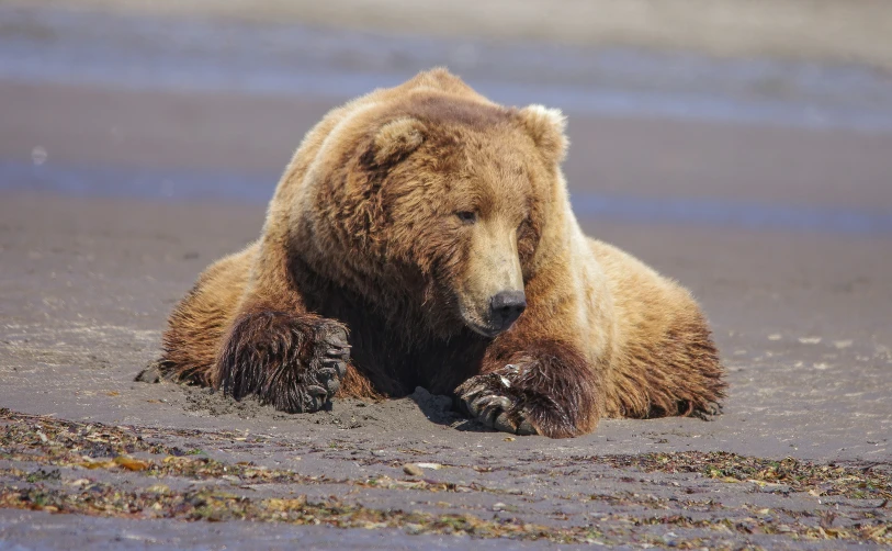 an adult bear sitting on a beach and touching its paw