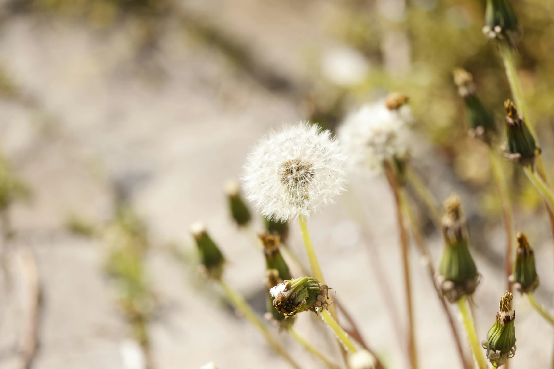 some kind of very small white dandelion on a sunny day