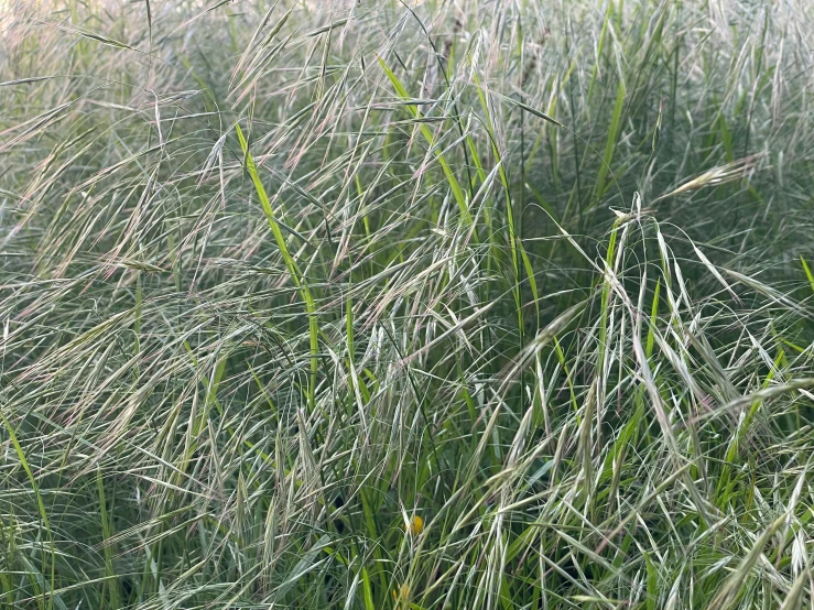 closeup s of the tall grass with very many thin leaves