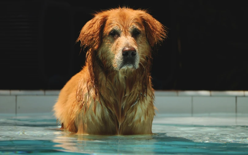 an orange colored dog sitting in a swimming pool