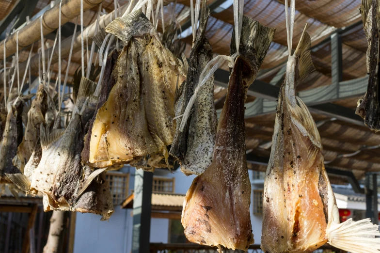 dried fish hanging from a wooden roof on string