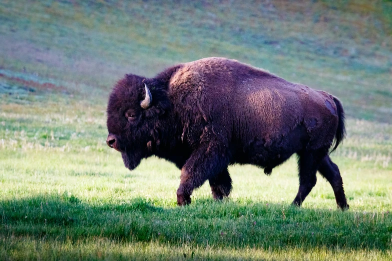 a bison is standing in the grass in the wild