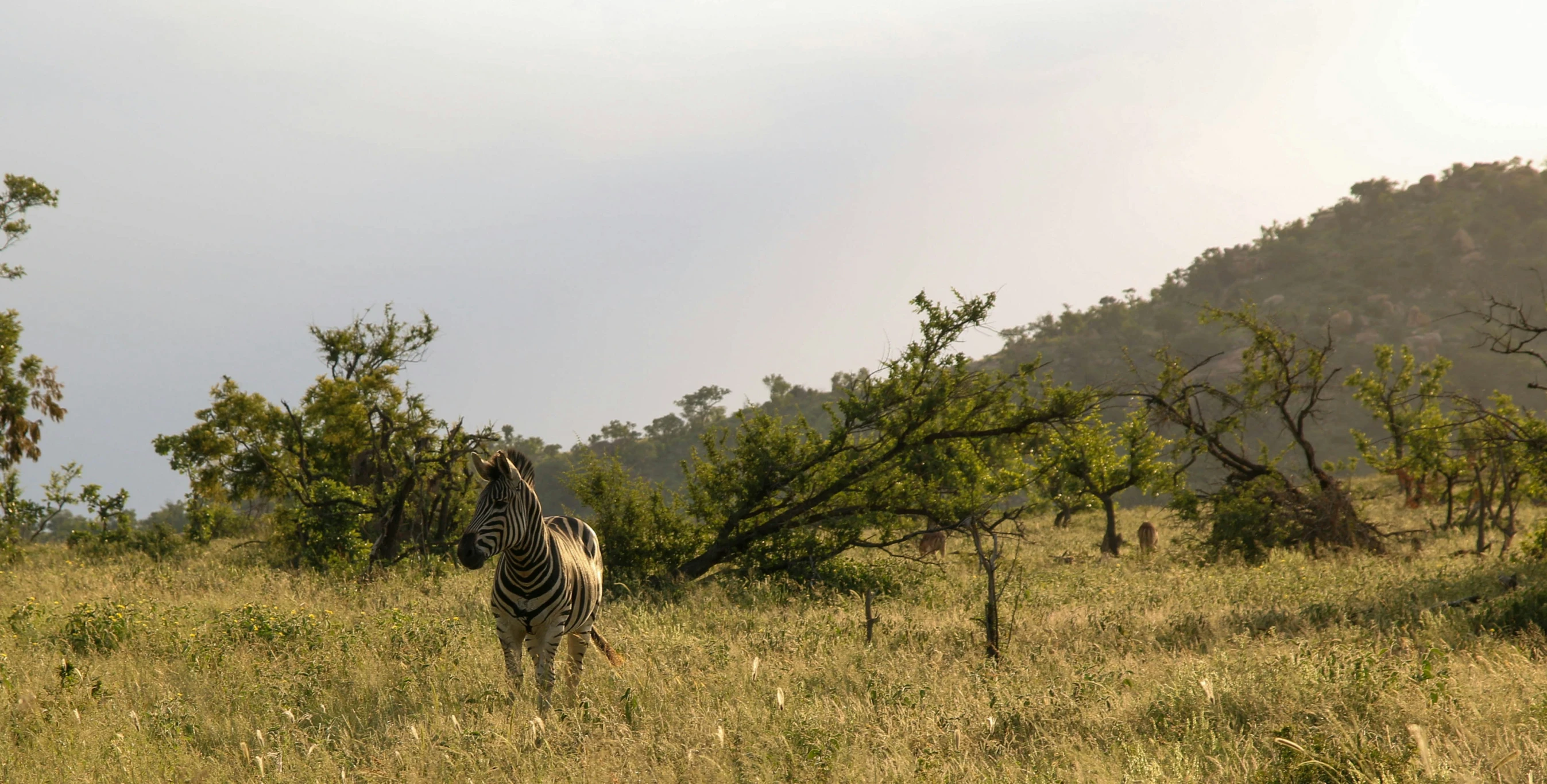 a ze walks through tall grass on a hillside