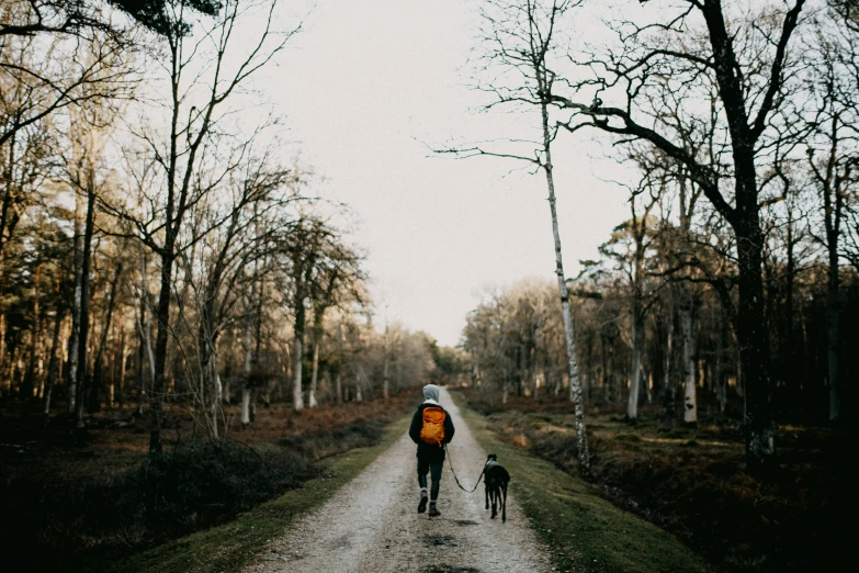 people walking along a path in the middle of a forest