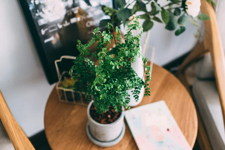 plants that are sitting on a table