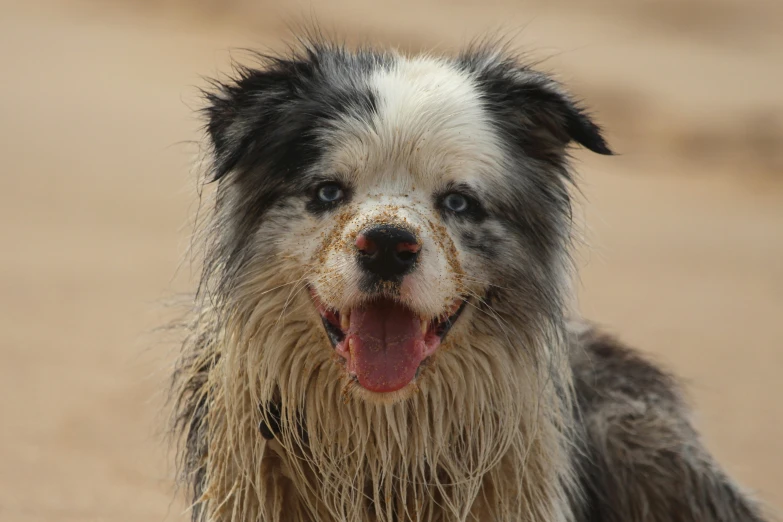 a close up of a wet dog on the beach