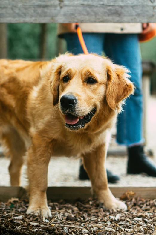 a dog that is standing in the dirt