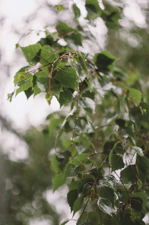 some trees are full of leaves on a cloudy day