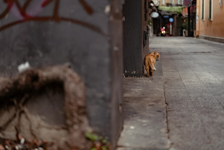 there is a cat walking along the street