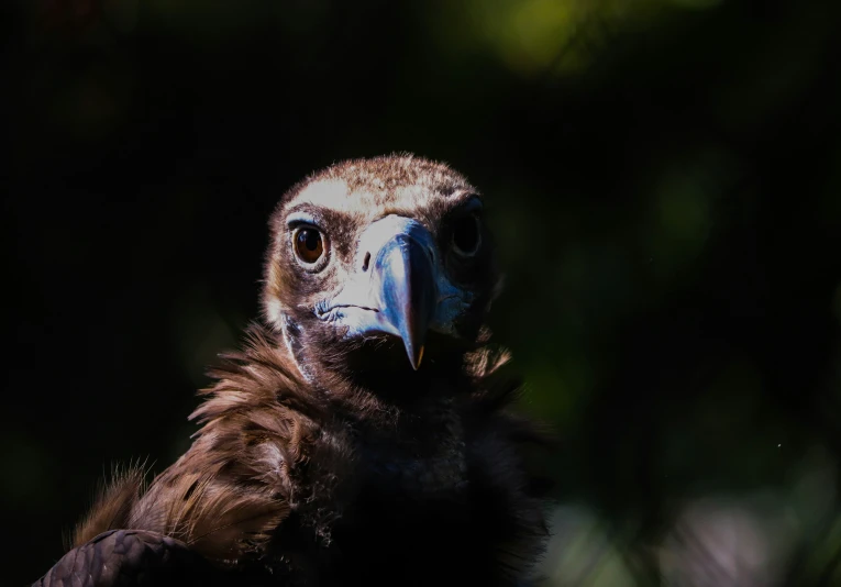 a big bird with a very pretty head and wings