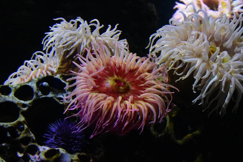 some colorful things in an aquarium on a black background