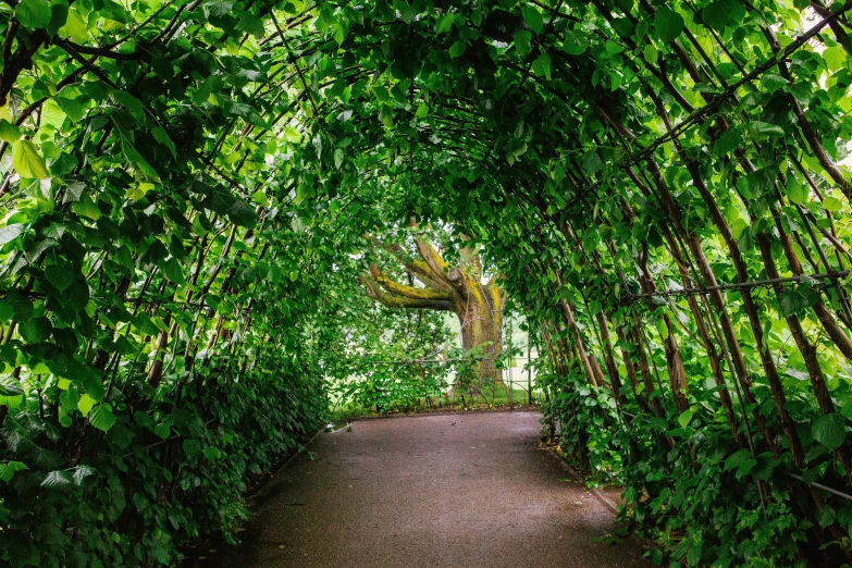 the view of a small path lined with green trees