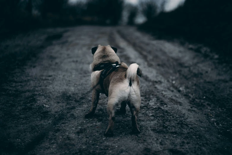 there are two dogs that are playing on the dirt