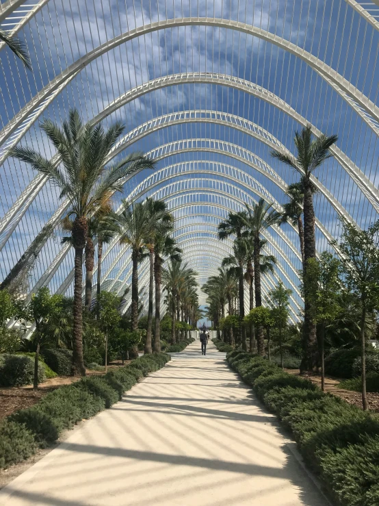 the palm trees are growing under a large canopy