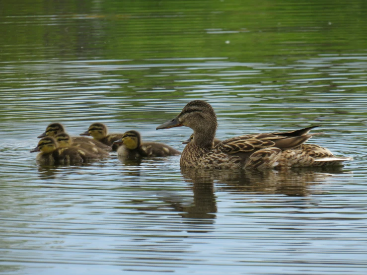 a mother duck with its babies on a pond