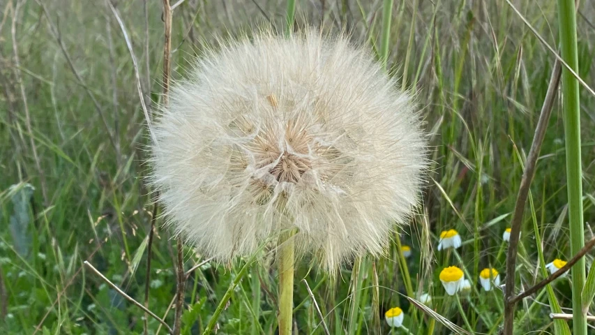 a dandelion is pictured in the tall grass