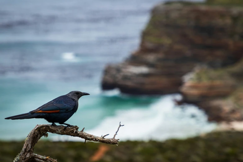 bird perched on top of a nch near the ocean