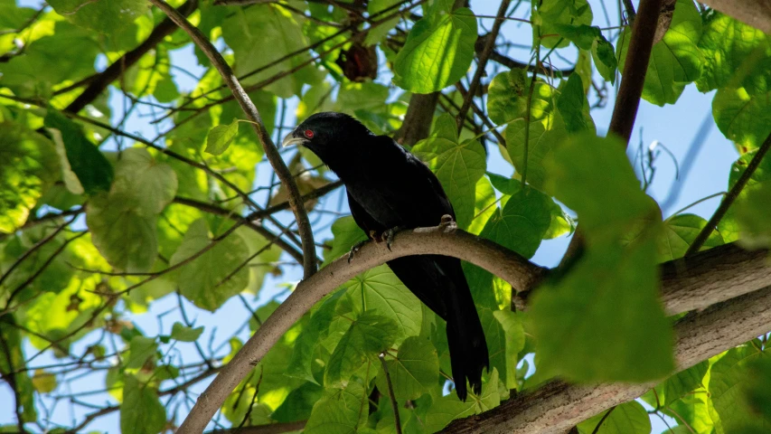 a bird perched on the nch of a tree