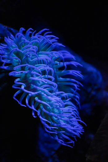 an seahorse - like creature with a long tentacles glows blue at night