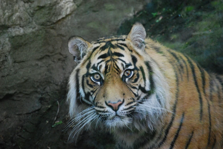 a tiger stares towards the camera while it stands near some rocks