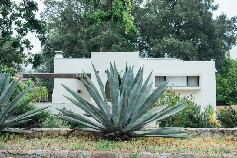 a large cactus in front of a house