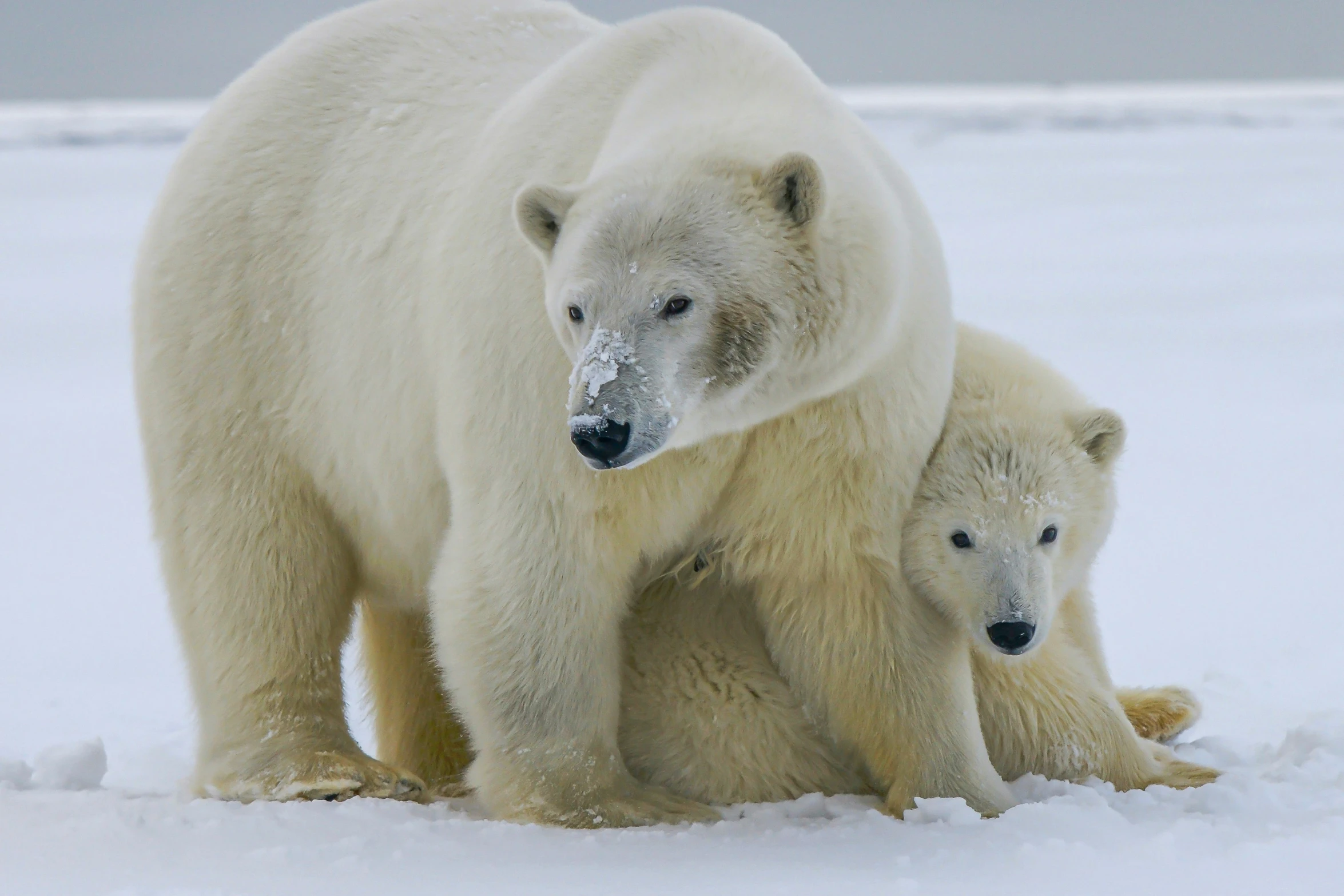 an adult and baby polar bear stand in the snow