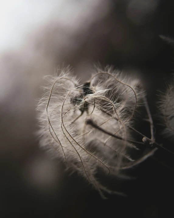 a white flower on a dark background