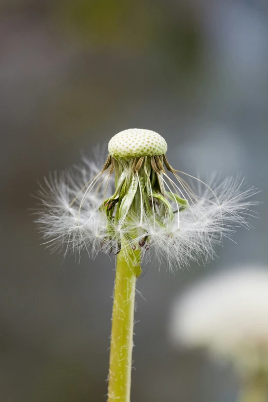 a white flower with the wind blowing on it