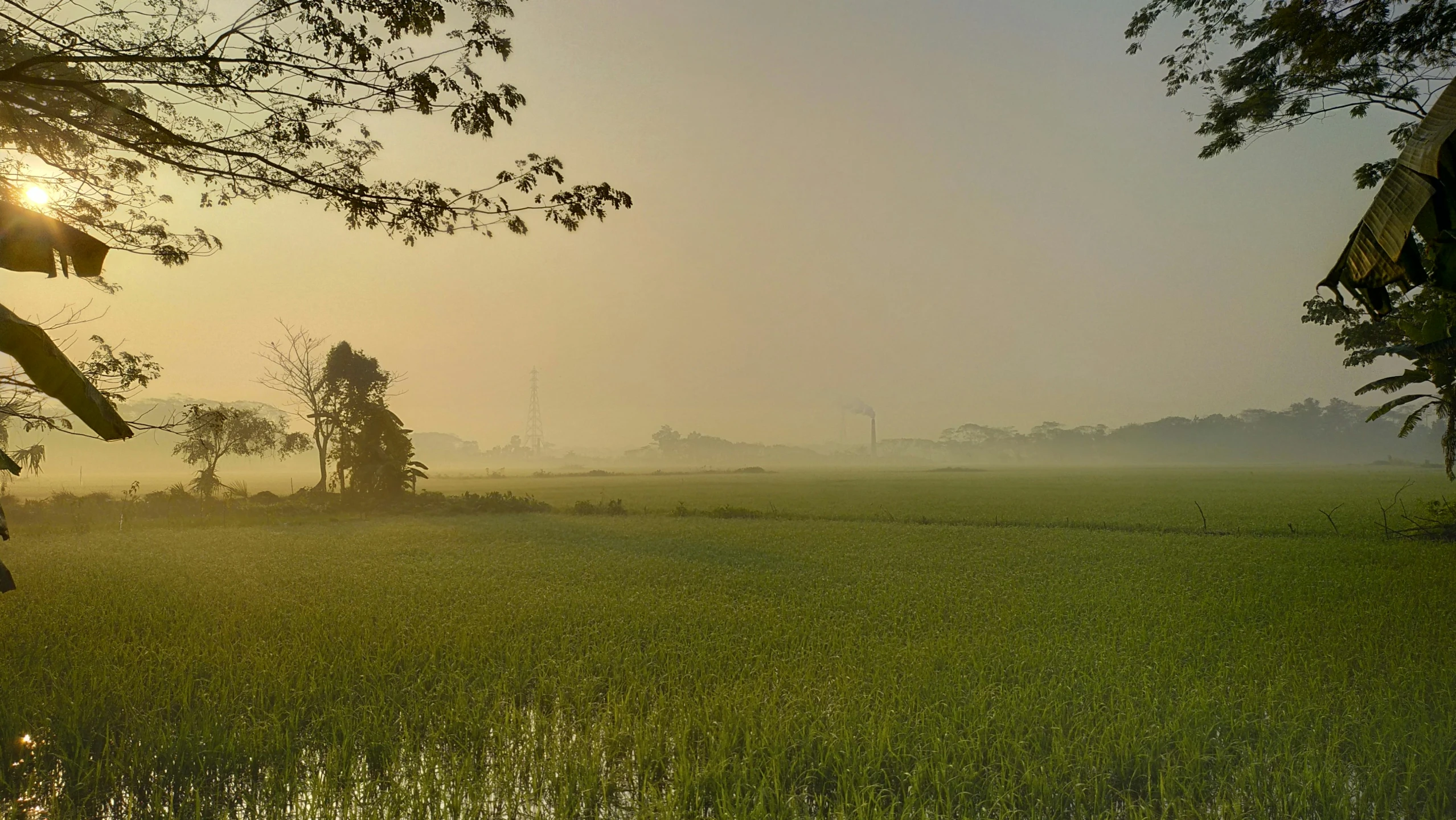 the trees are in the misty grassy field