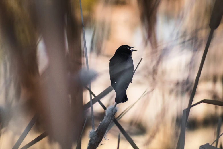 a bird sitting on a tree nch in a forest