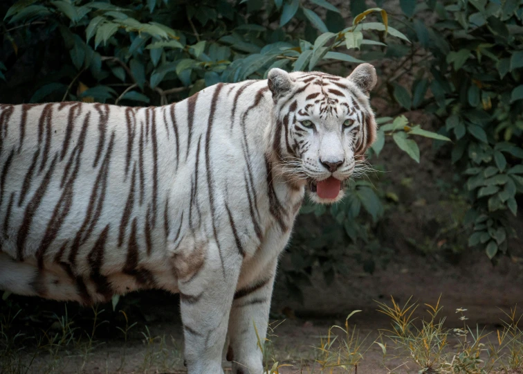 a white tiger is standing next to some bushes