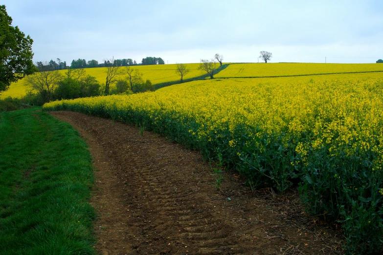 a country road on a hillside surrounded by a yellow flowered field