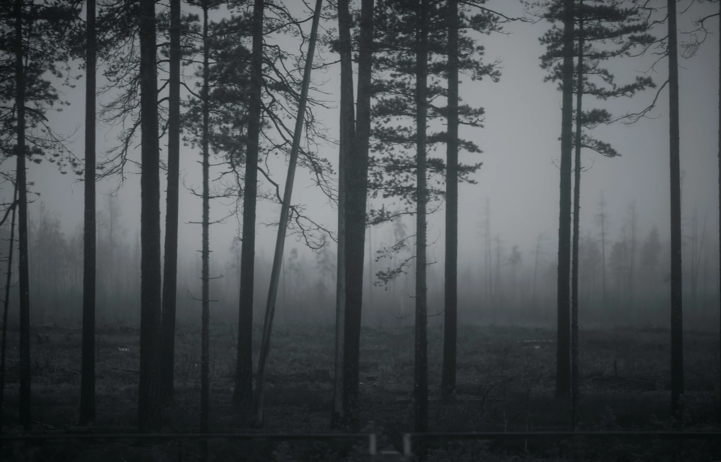 a foggy forest filled with trees and nches