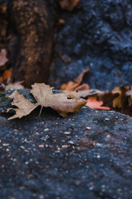 a single fallen leaf on a rock