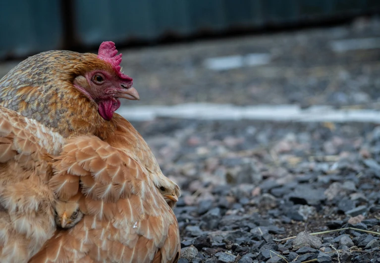 an adult hen laying on gravel near a container