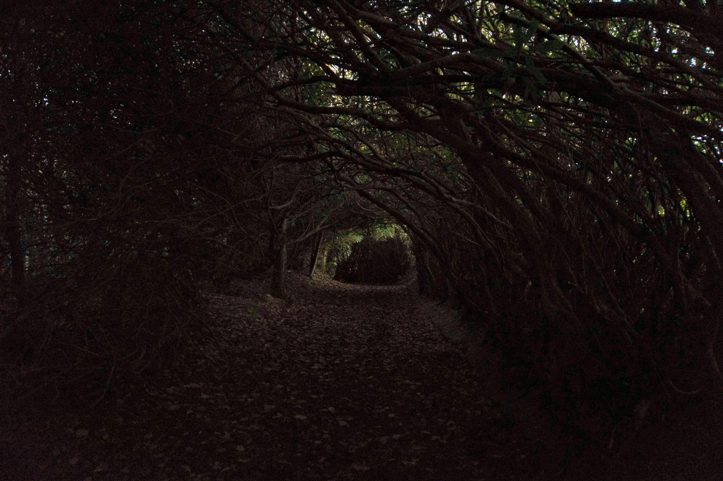 an image of a very dark tunnel lined with trees