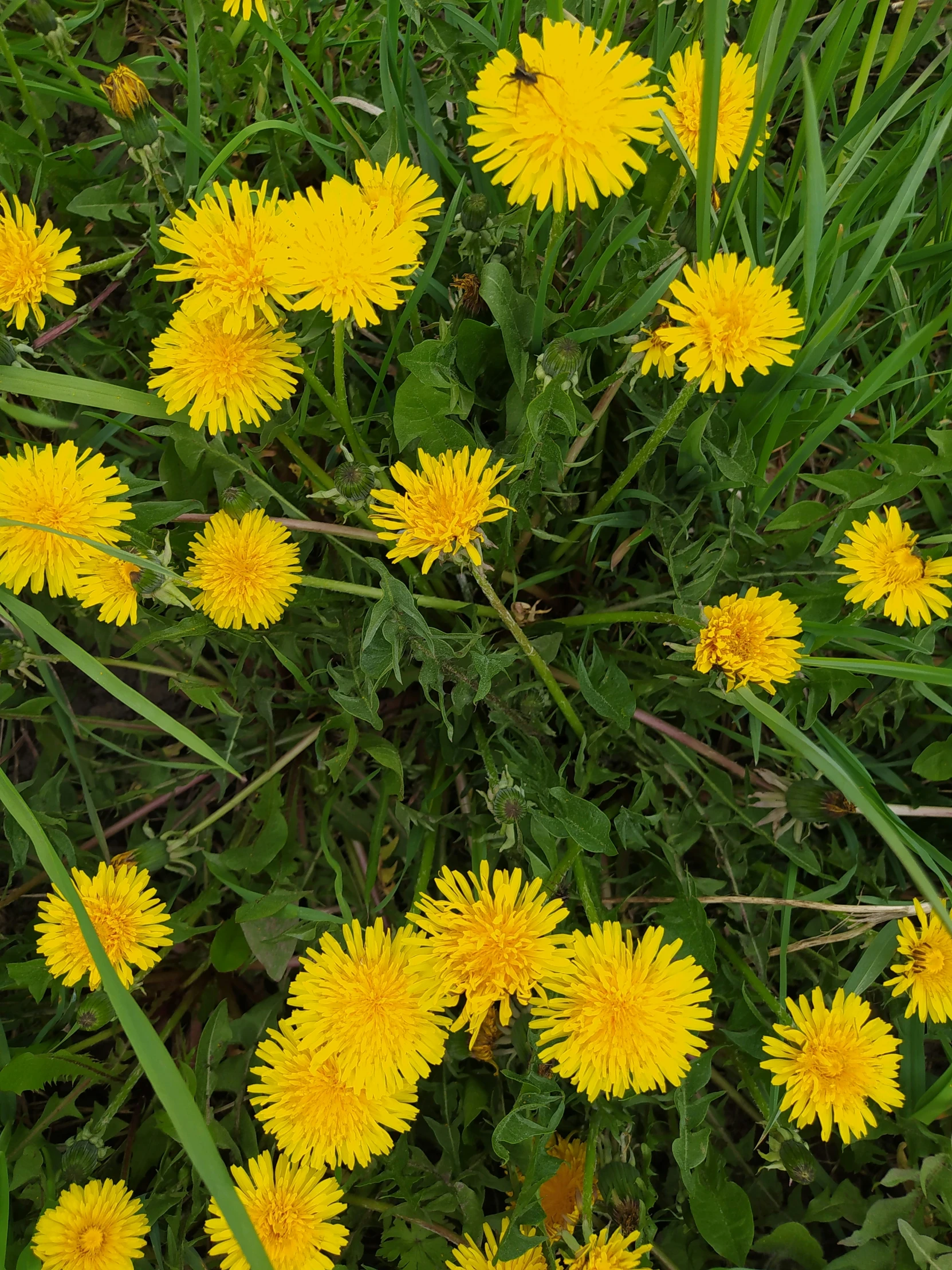 the flowers are growing in clusters together