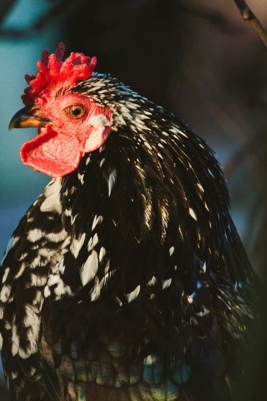 a white and black rooster with a red comb in the background