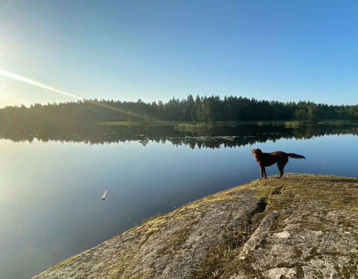 there is a dog that is standing on the rocks by the water