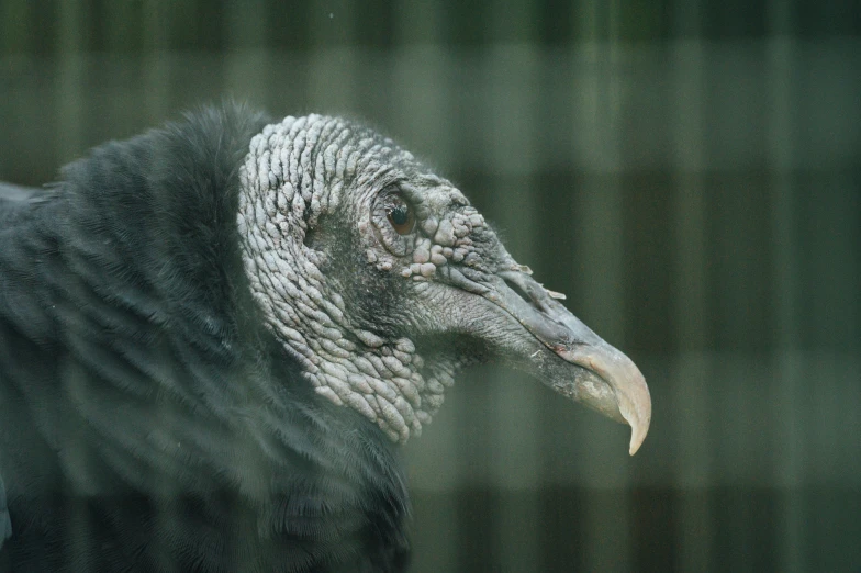 a bird is looking out of its cage