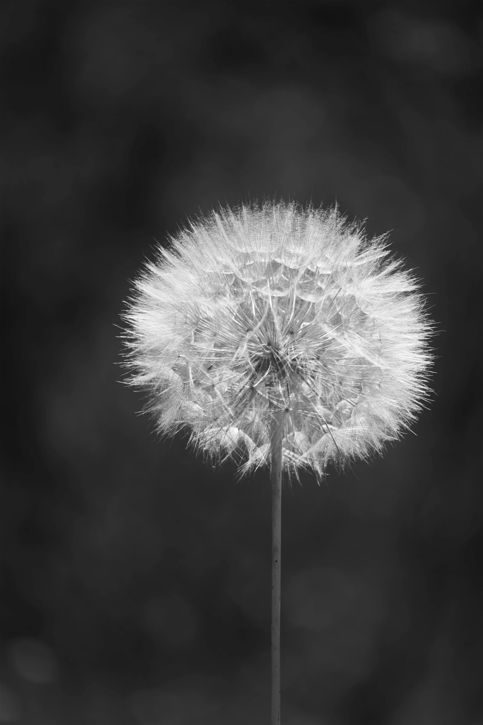 a tall white dandelion with a black background